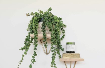 The Art of Plant Gifting