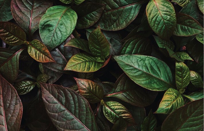 Air Purifying Plants